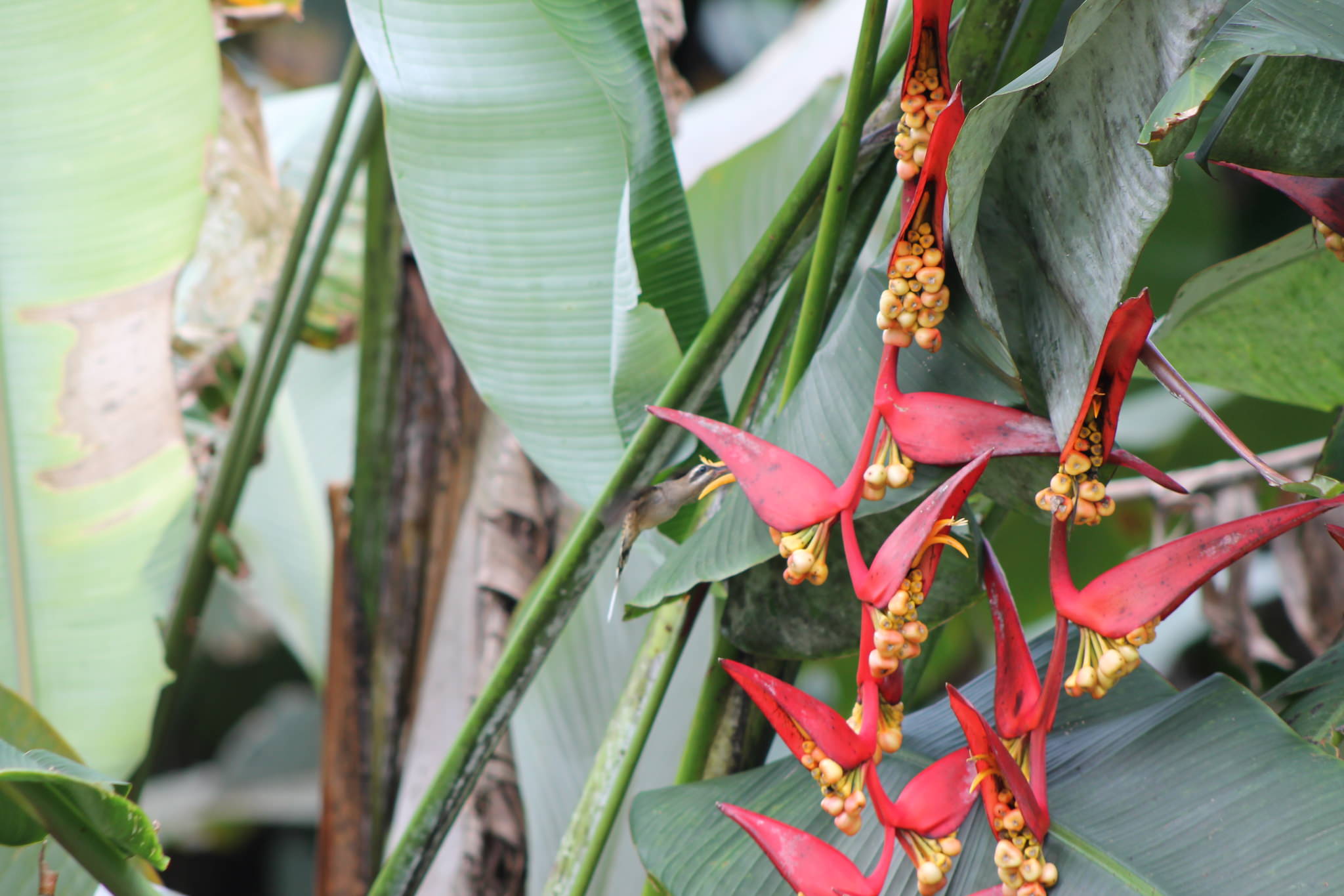 Heliconia collinsiana x bourgeana 'Pedro Ortiz'